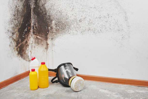 Best Mold Removal Process  in Dayton, NJ