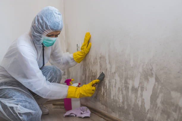 Best Commercial Mold Removal  in Dayton, NJ