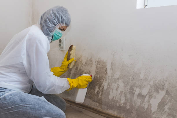 Best Residential Mold Removal  in Dayton, NJ