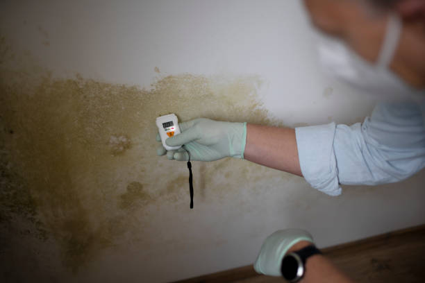 Best Home Mold Removal  in Dayton, NJ