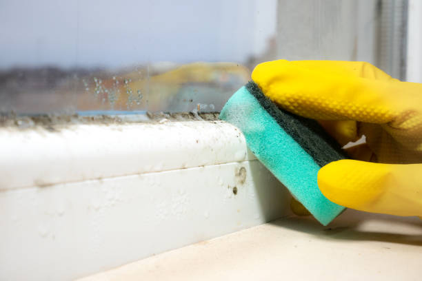 Best Black Mold Removal  in Dayton, NJ