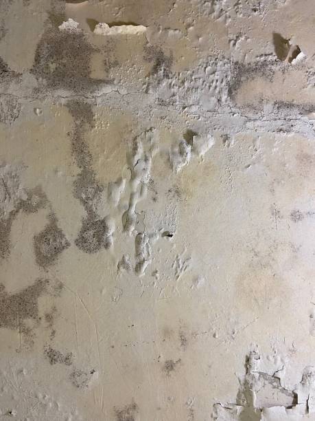 Best Affordable Mold Removal  in Dayton, NJ