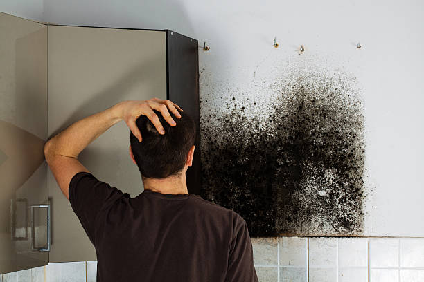 Best Mold Removal Near Me  in Dayton, NJ