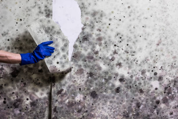 Best Fast Mold Removal  in Dayton, NJ
