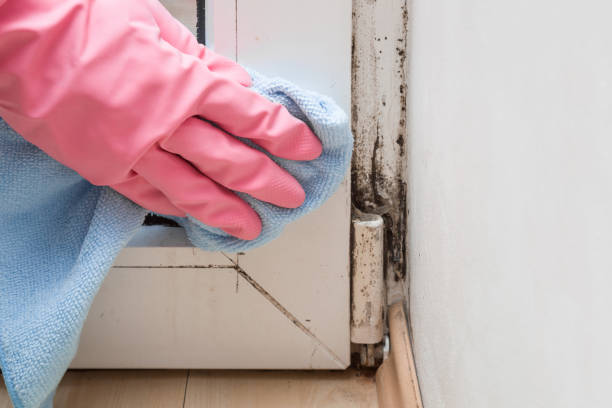 Best Toxic Mold Removal  in Dayton, NJ