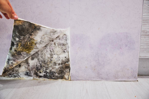 Best Mold Remediation  in Dayton, NJ